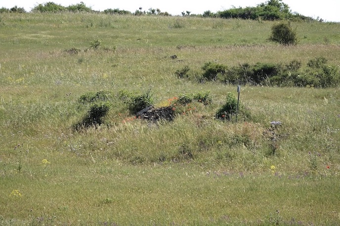 hoopoe visiting nest site